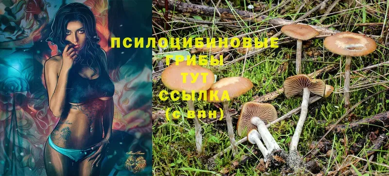 OMG сайт  Ялта  Галлюциногенные грибы Psilocybine cubensis 